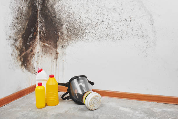 Best Toxic Mold Removal  in Apple Valley, CA