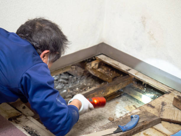 Best Crawl Space Mold Removal  in Apple Valley, CA