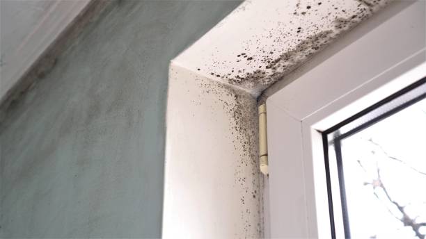 Mold Testing and Removal in Apple Valley, CA