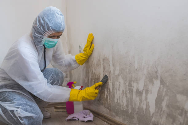 Office Mold Removal Services in Apple Valley, CA