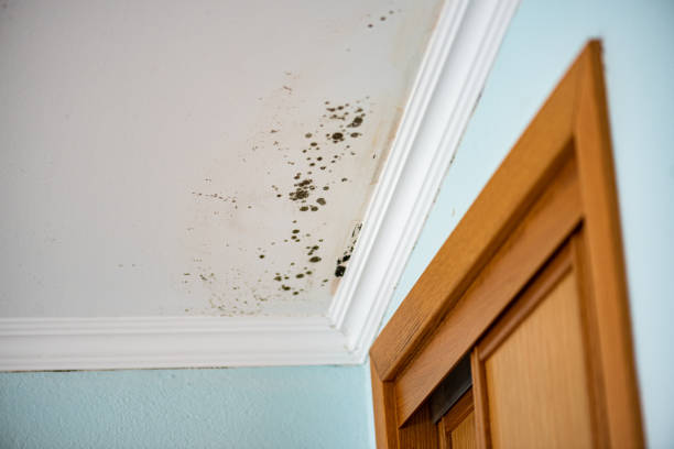 Best Mold Removal and Inspection  in Apple Valley, CA