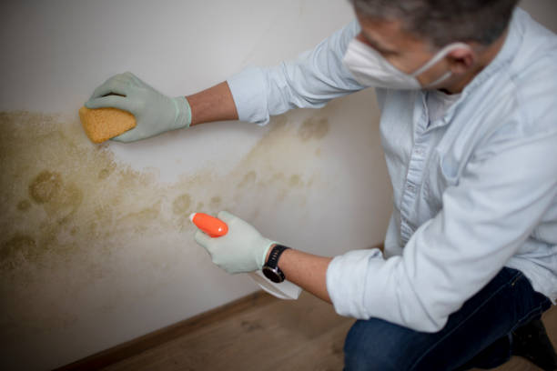 Mold Removal Process in Apple Valley, CA
