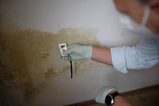 Best Mold Damage Repair  in Apple Valley, CA