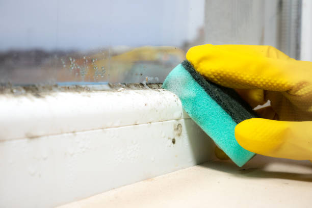 Best Mold Removal Process  in Apple Valley, CA