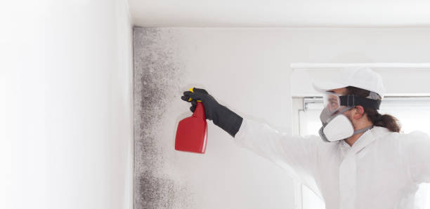 Best Mold Remediation  in Apple Valley, CA