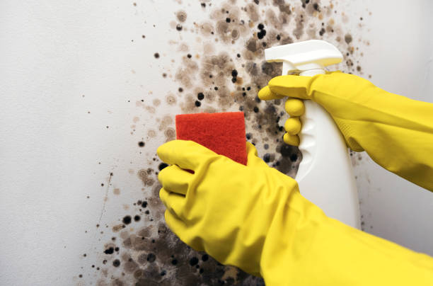 Professional Mold Removal in Apple Valley, CA