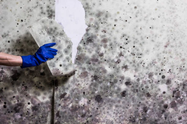 Best Emergency Mold Removal  in Apple Valley, CA