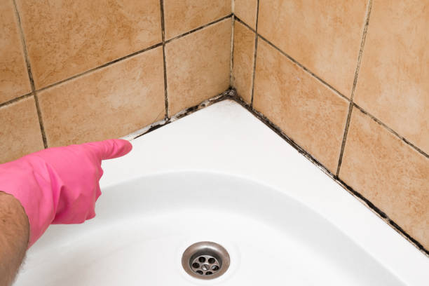 Mold Removal and Inspection in Apple Valley, CA