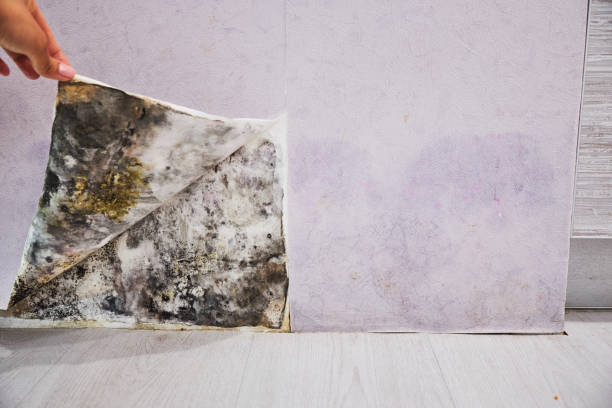 Best Mold Removal Near Me  in Apple Valley, CA